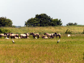 Naturschutzgebiet Het Zwin