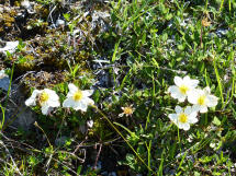 Nature Blumen