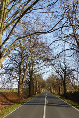 Allee im Herbst auf Rügen